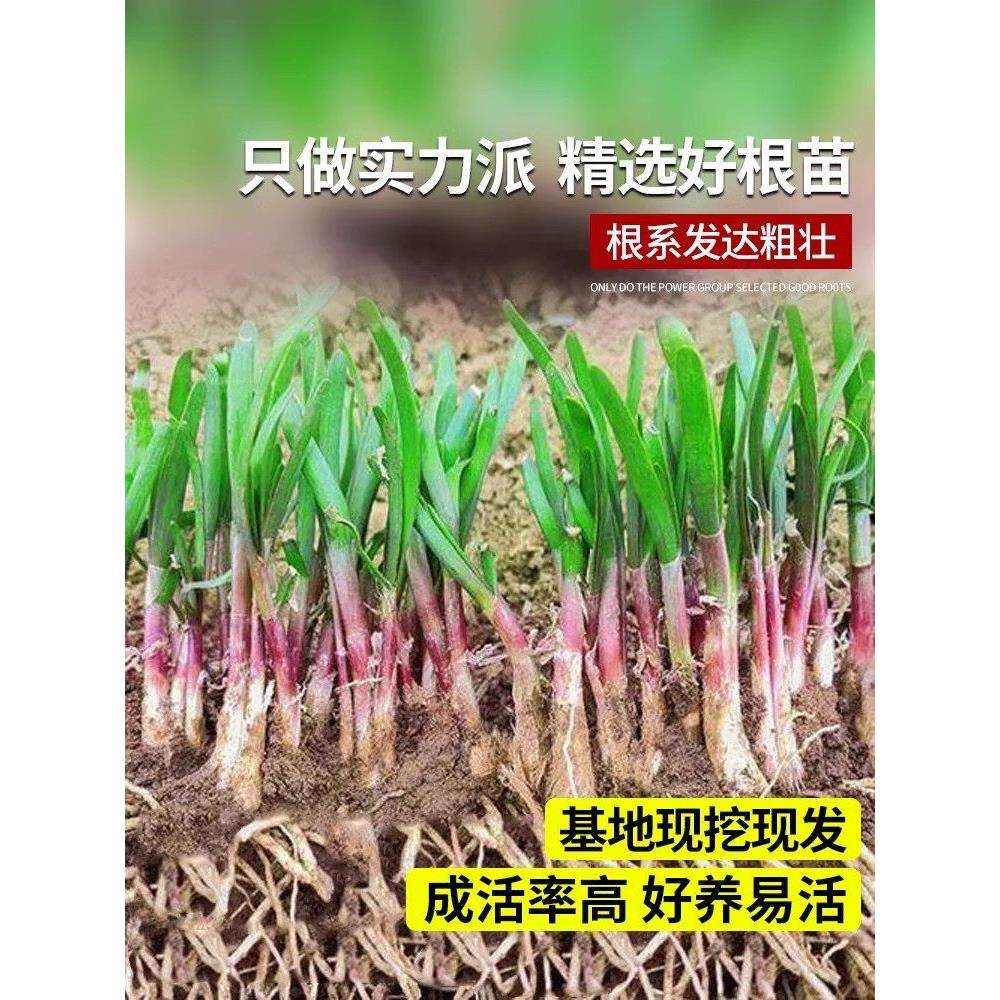 现挖四季韭菜根苗紫红大叶