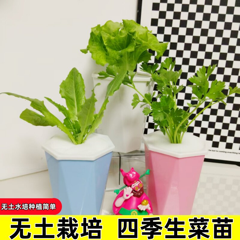 学生水培菜苗油麦芹种植观