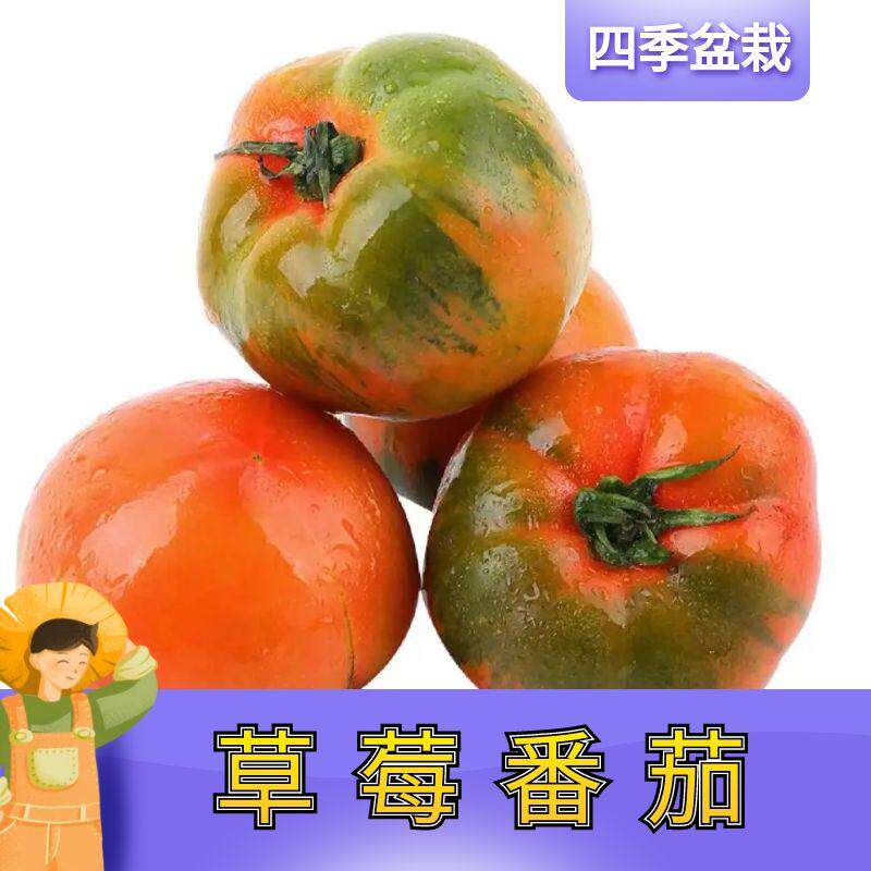 草莓番茄苗秧苗铁皮西红柿秧子绿腚柿子千禧圣女果种籽苗盆栽菜苗