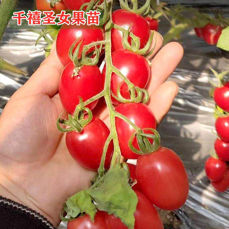 千禧小番茄苗玺圣女果种籽