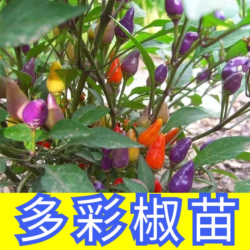 可食用彩椒盆栽带果辣苗花