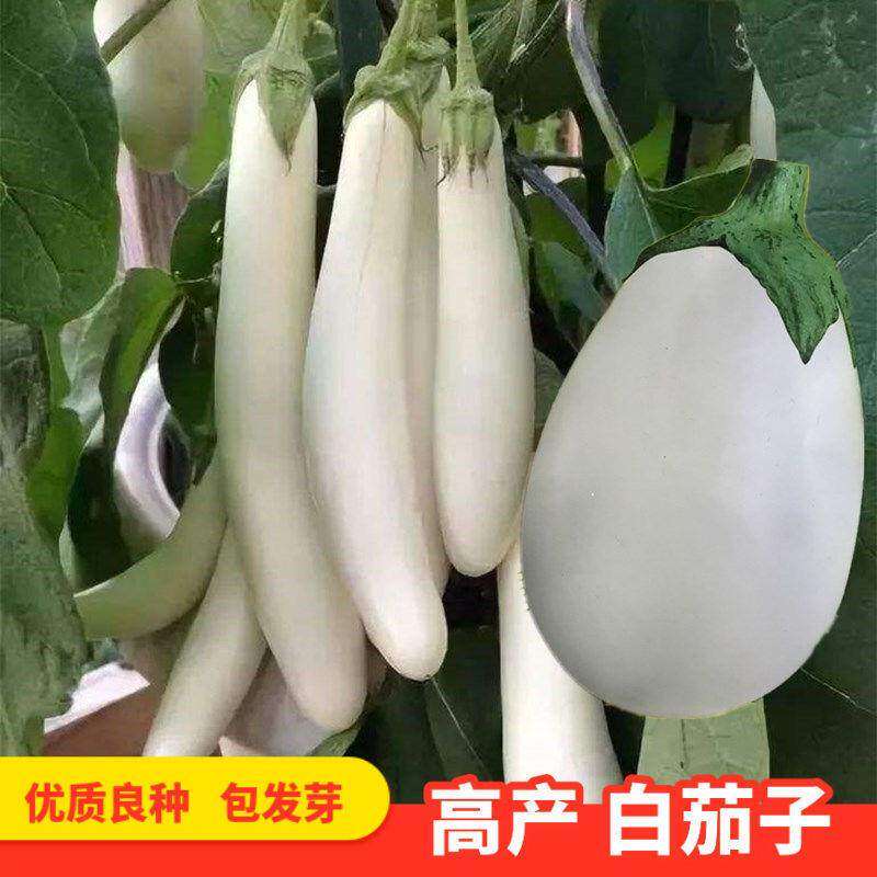 白茄子种长鸡蛋籽色圆春季