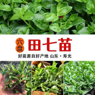可食用盆栽菜苗秧苗田七花室内活苗正宗四季三七菜苗田七苗
