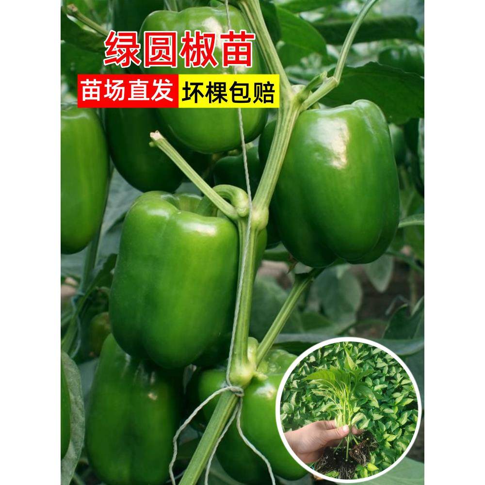 绿圆椒苗秧甜辣青菜幼黄彩