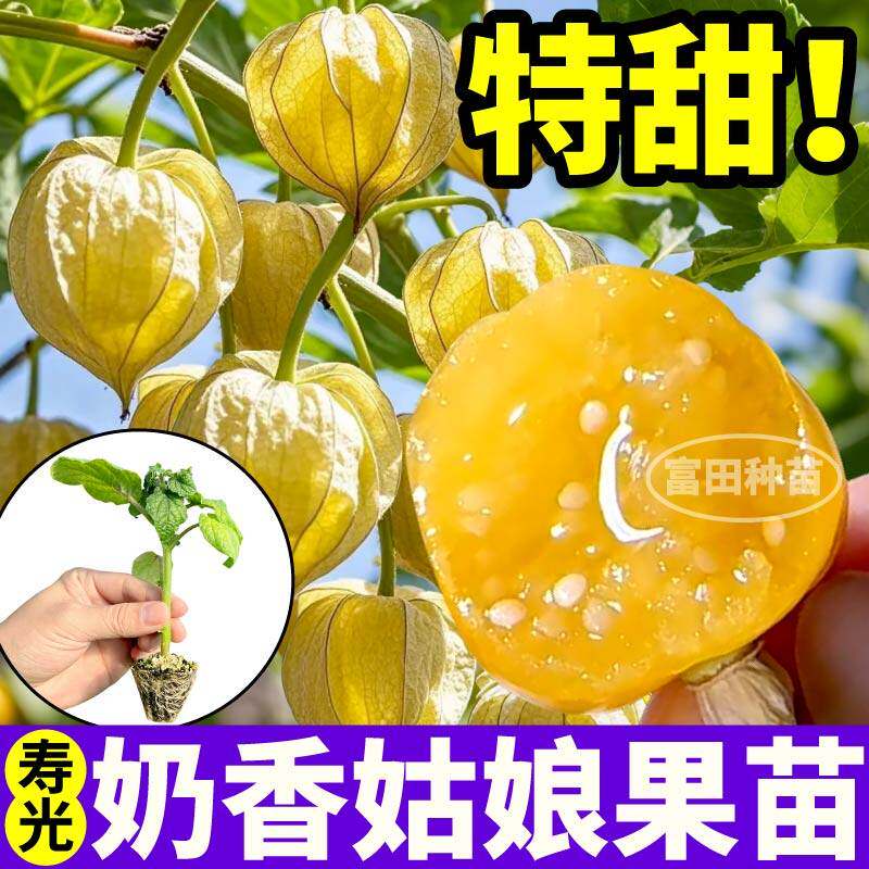 奶香姑娘果苗秧大东北菇紫