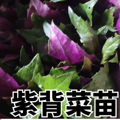 紫背天葵苗贝菜蔬青观音室