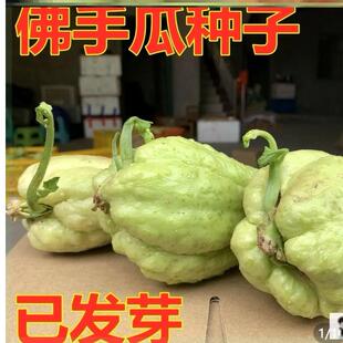 农家种植佛手瓜种带芽种瓜苗种植老瓜种子合掌瓜扶手瓜土耳其瓜