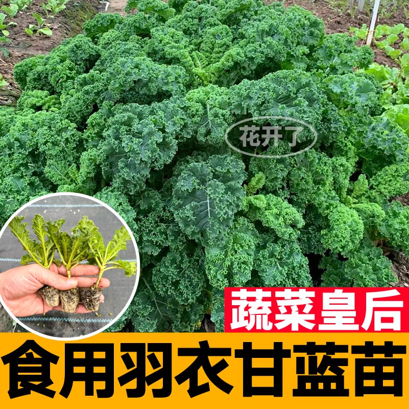 寿光食用羽衣甘蓝苗秧营养