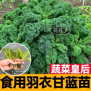 寿光食用羽衣甘蓝苗秧营养冠军绿紫粉羽叶阳台盆栽大田四季蔬菜苗