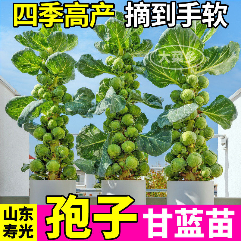 耐寒蔬菜孢子甘蓝苗秧卷心