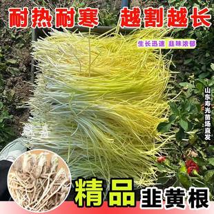 韭黄根寿光根红根韭菜根四季新鲜蔬菜苗种籽种孑大叶韭菜种子盆栽