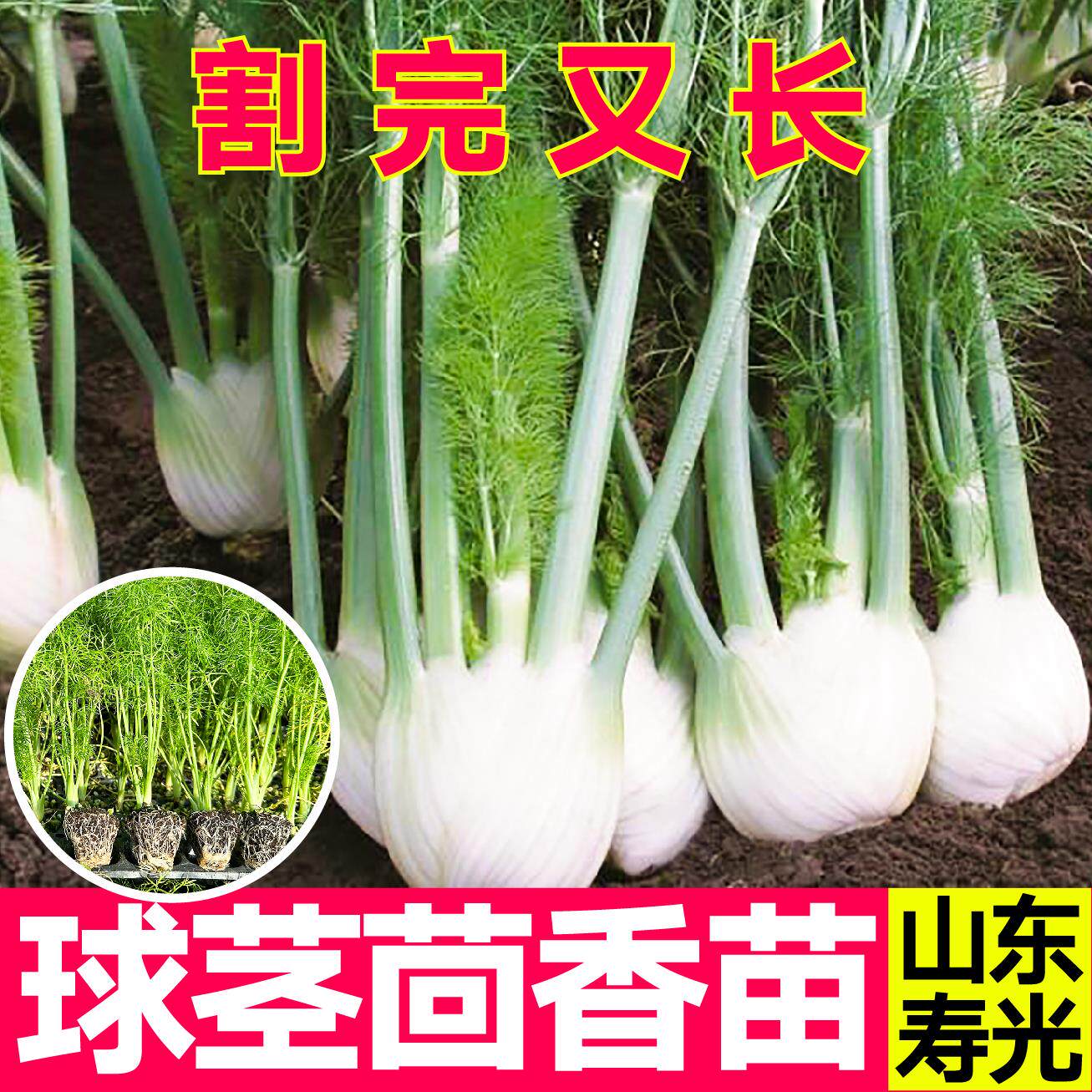 正宗球茎茴香秧苗带土结割