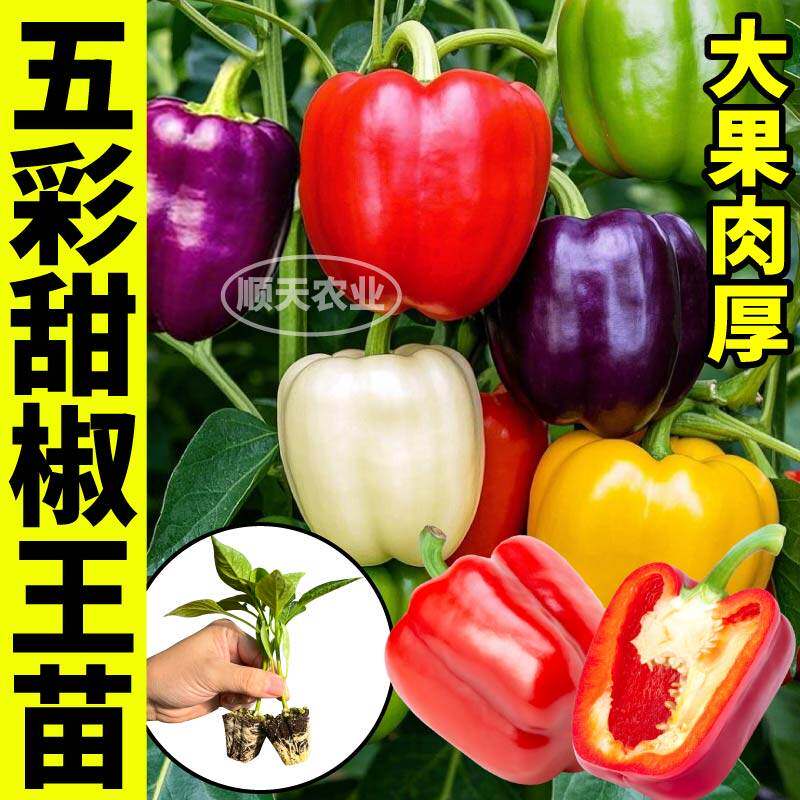 特大五彩辣椒苗秧带土球四