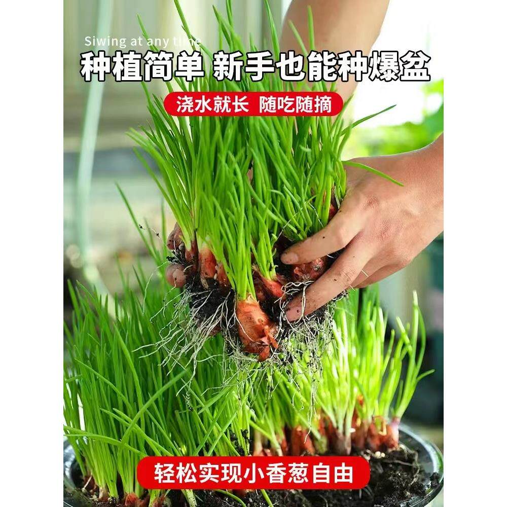 小香葱1斤火头红黄种植四