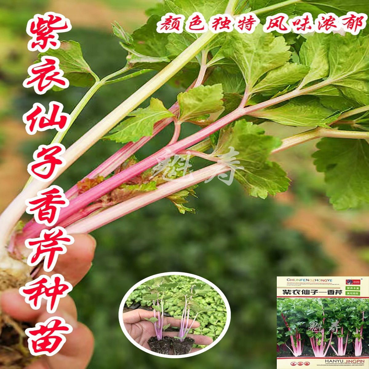 高铁荷兰红香芹菜苗秧四季