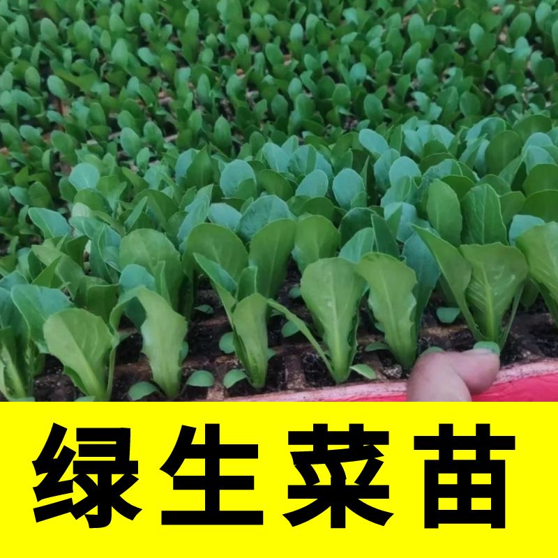 美国大速生菜秧苗四季蔬菜秧苗