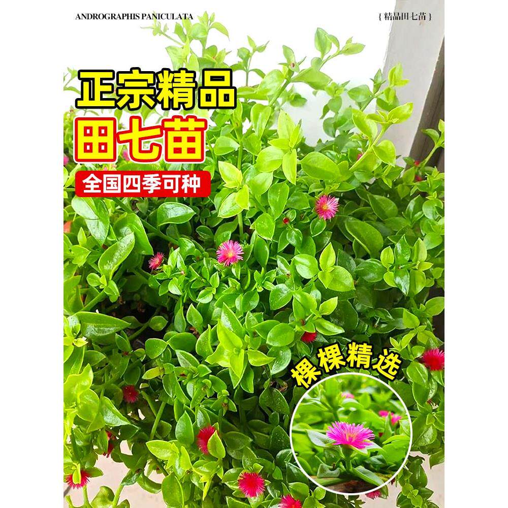 可食用田七苗秧种植材盆栽