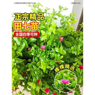 可食用田七苗秧苗种植苗材苗盆栽秋冬蔬菜苗养生保健菜易种