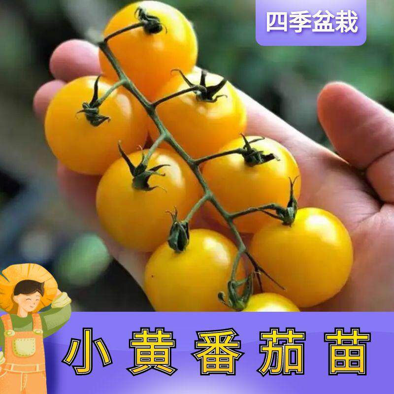 黄珍珠番茄种苗樱桃番茄种苗小西红柿圣女果四季蔬菜超甜易种