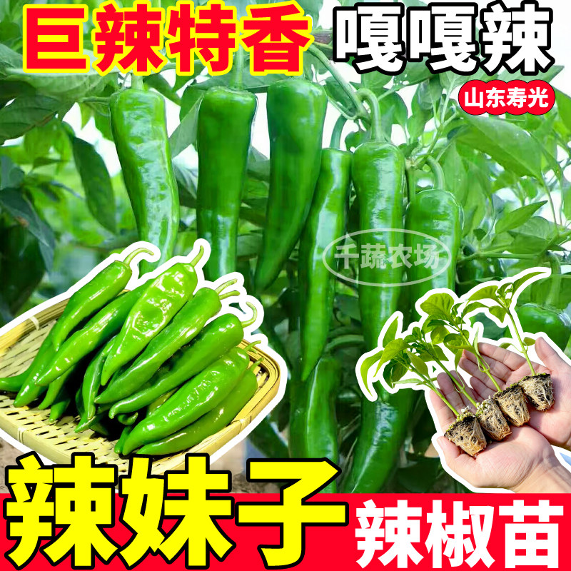 巨辣妹子椒苗秧四季特高产