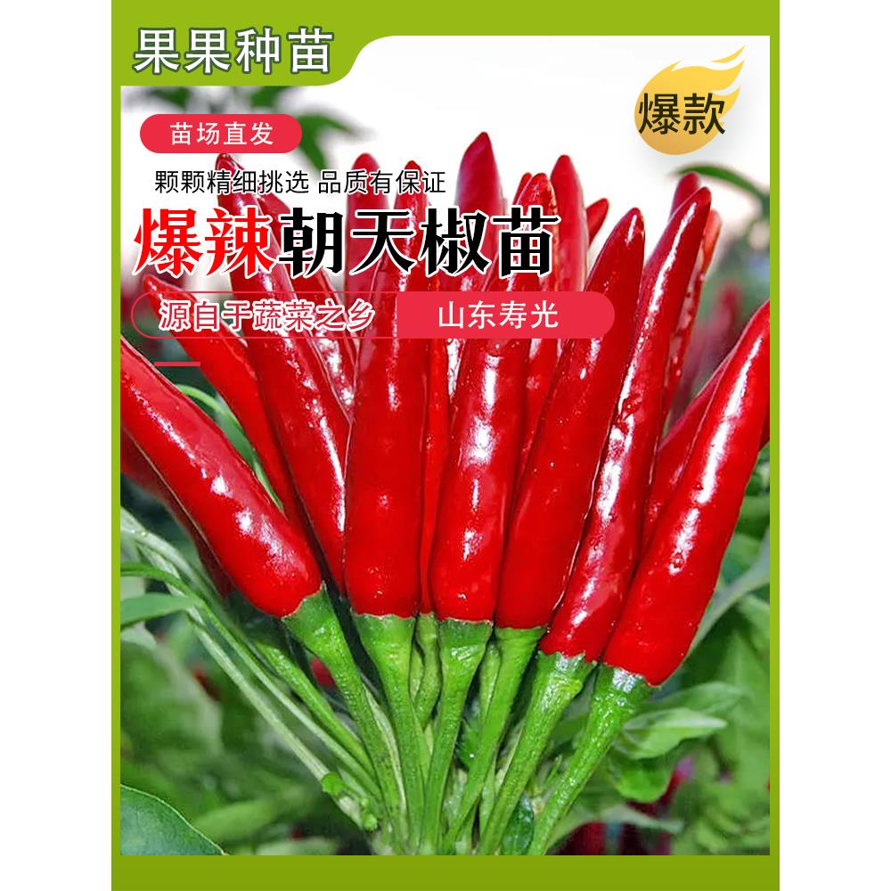 高产朝天椒苗小米辣盆栽阳