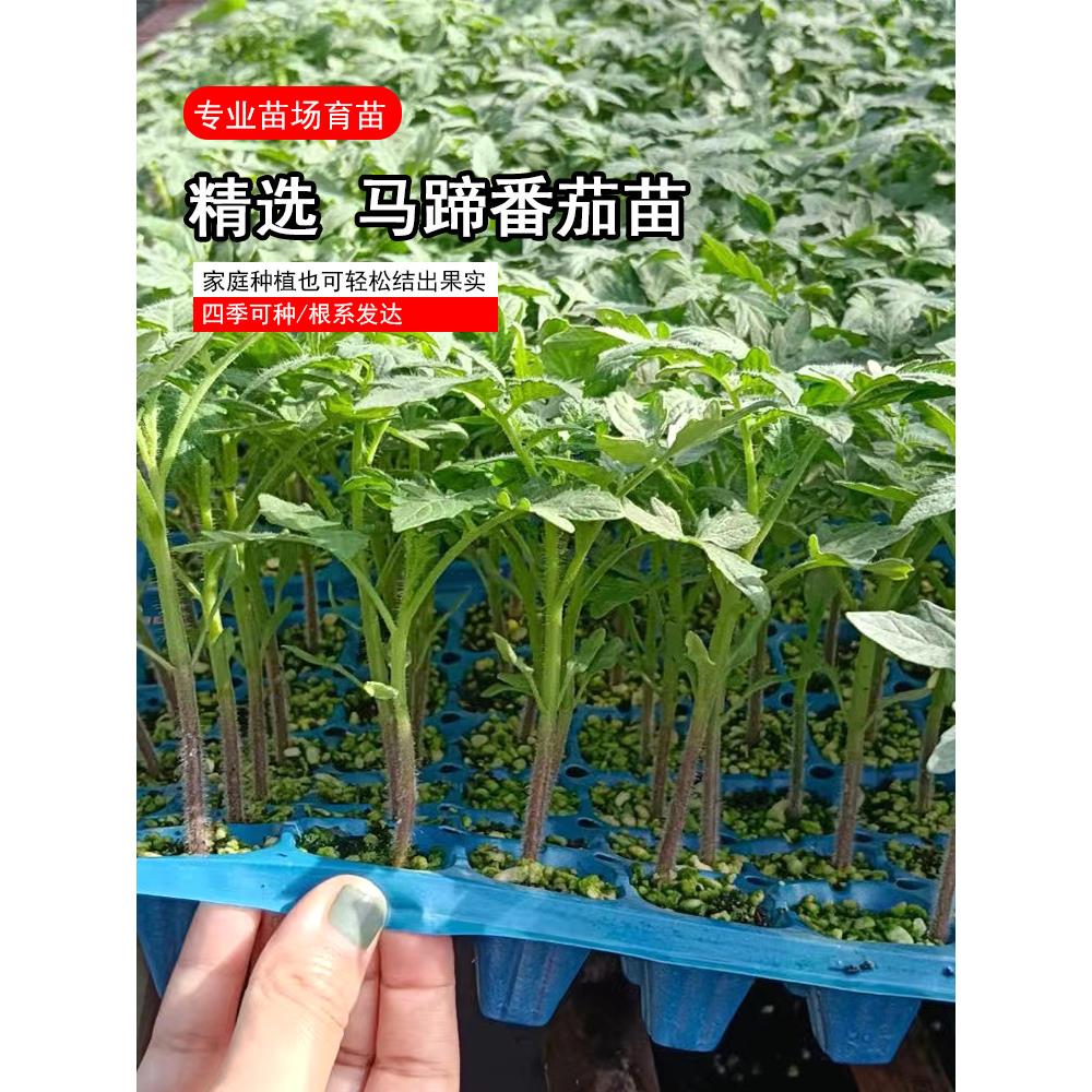 马蹄番茄苗子大红阳台黄秧