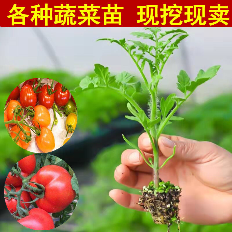 蔬菜苗番茄秧辣椒幼子黄瓜