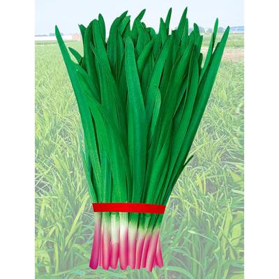 紫根韭菜种子四季籽红宽叶