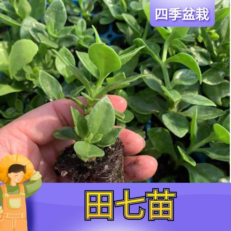 田七种苗秧食用穿心莲保健