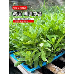 正宗明月草苗盆栽干叶食用神仙草白背菜金鸡毛草