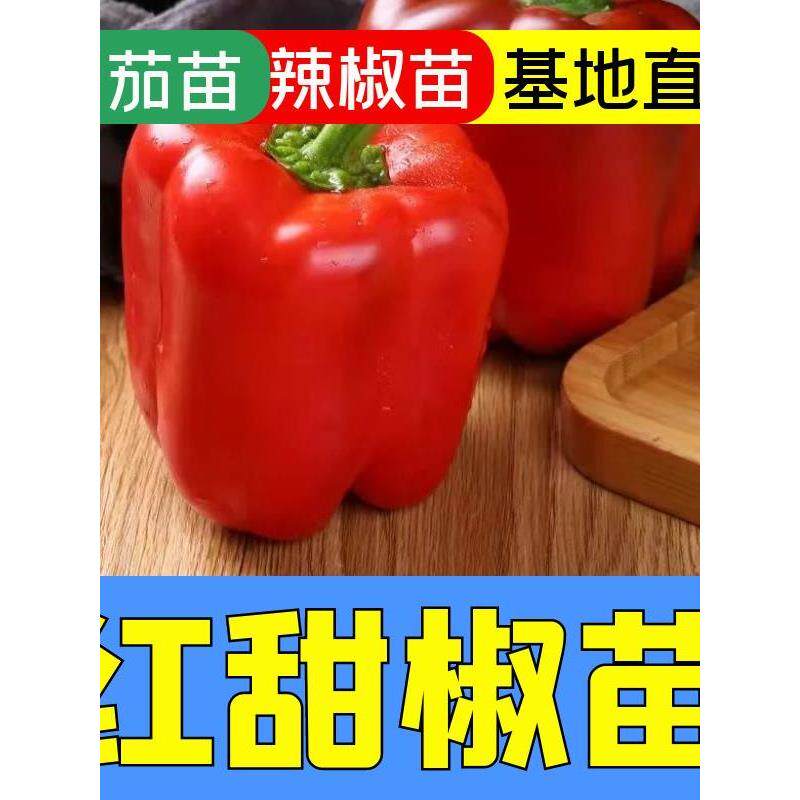 蔬菜彩色红甜椒秧苗子辣阳