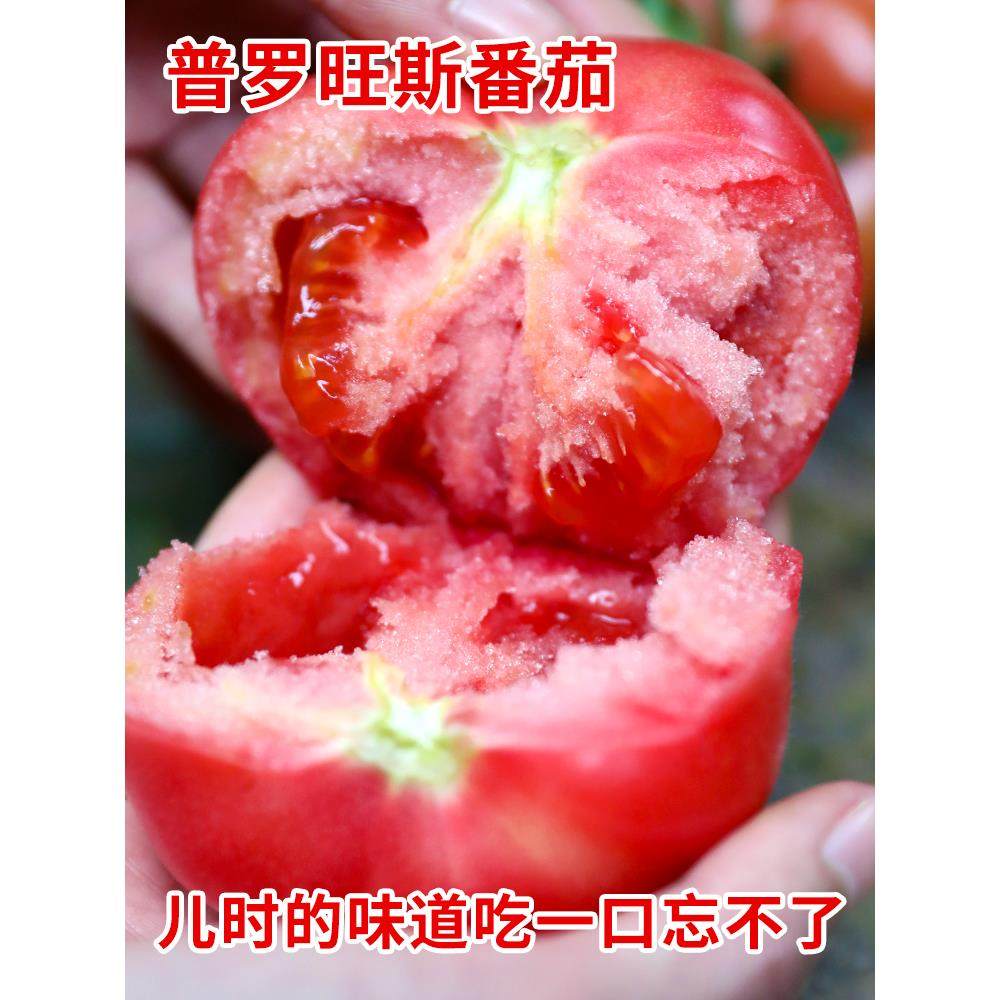 老品种普罗旺斯西红柿子苗
