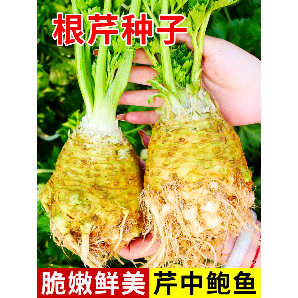 根芹种子苗比久百联结球菜