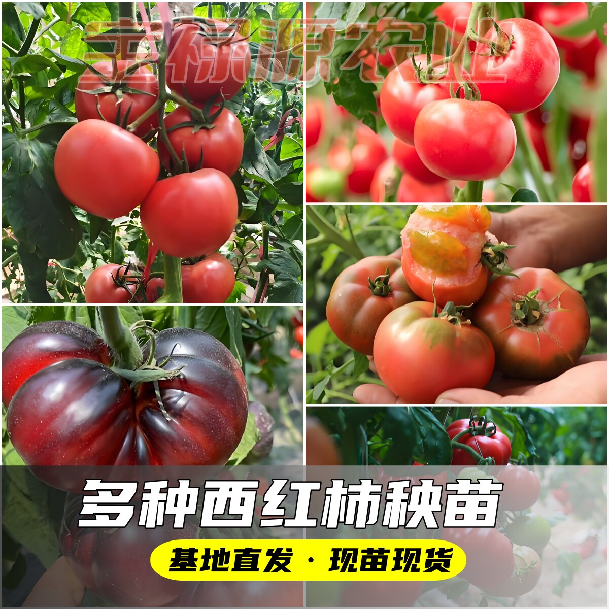 家庭种植番茄苗果毛粉口感