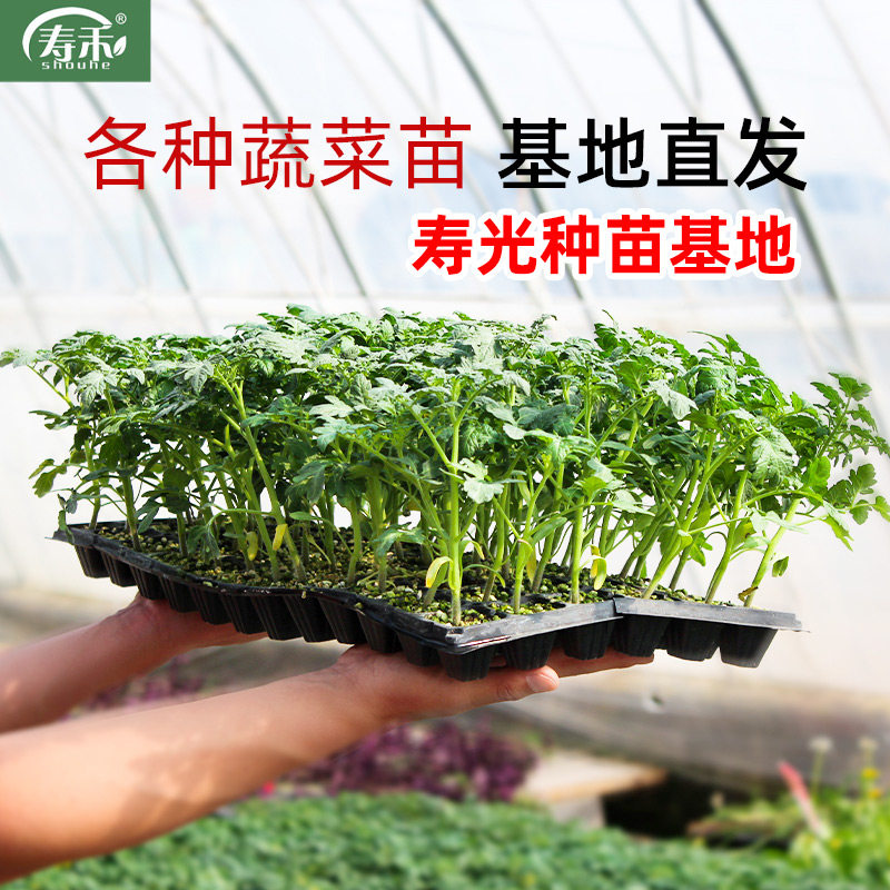 南方蔬菜苗秋季番茄秧辣椒