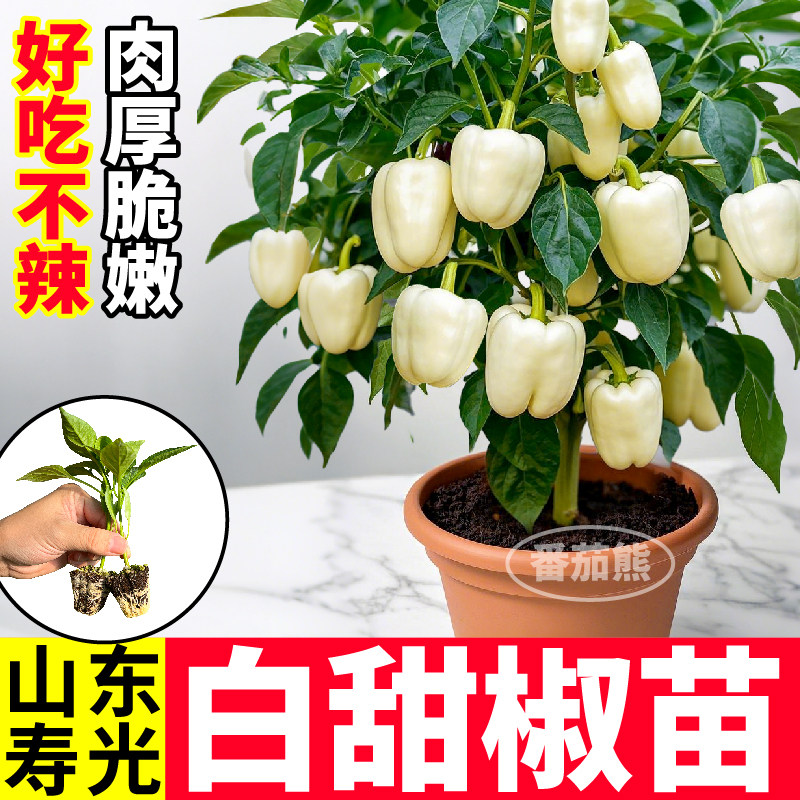 高产大果白甜椒苗秧红黄紫