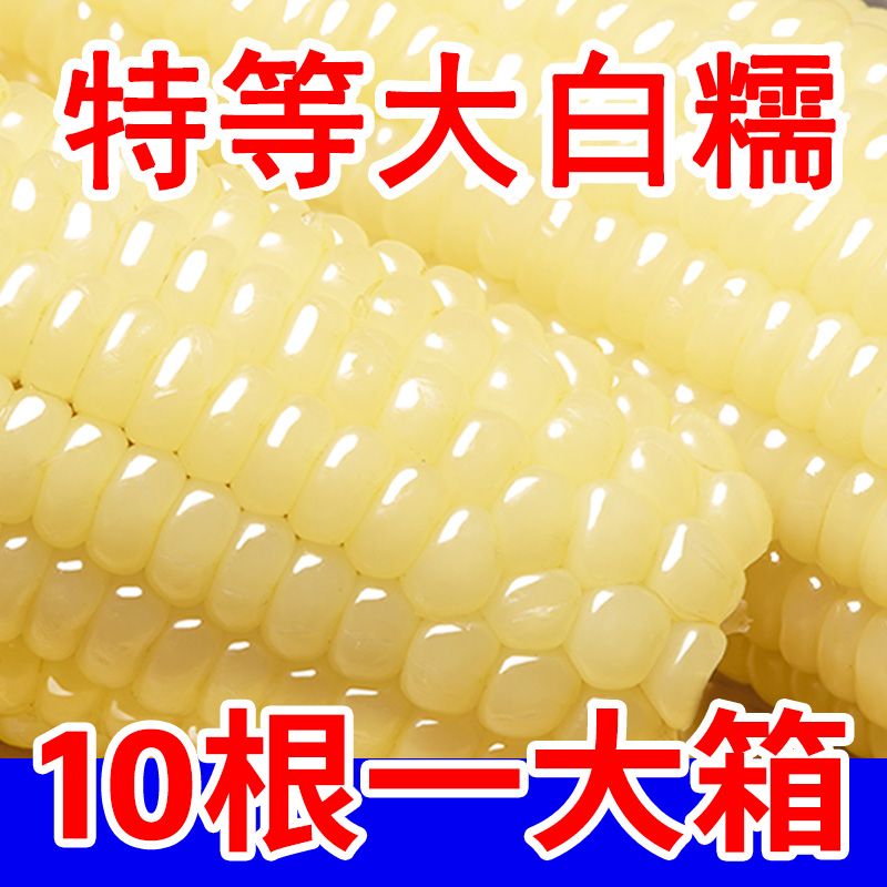 新鲜白糯玉米甜黄糯玉米棒粘黏包装袋低脂代餐软拉丝加热即食