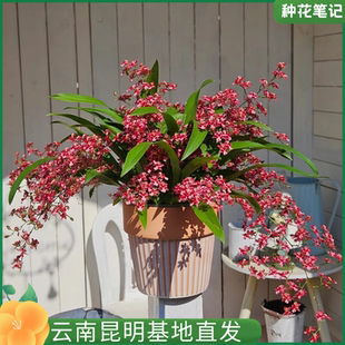 【仿磨砂盆满堂红梦香兰】带花苞兰花苗桌面客厅花卉植物室内花盆
