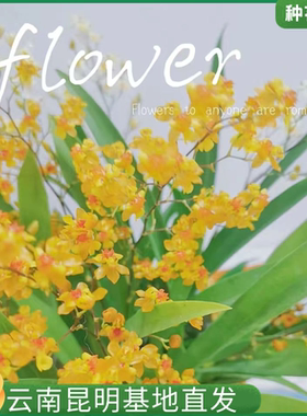 【橙色满天星】文心兰带花苞兰花懒人好养花卉植物室内花盆栽基地