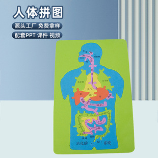 人体消化系统科技小制作发明手工DIY内脏拼图EVA模型益智