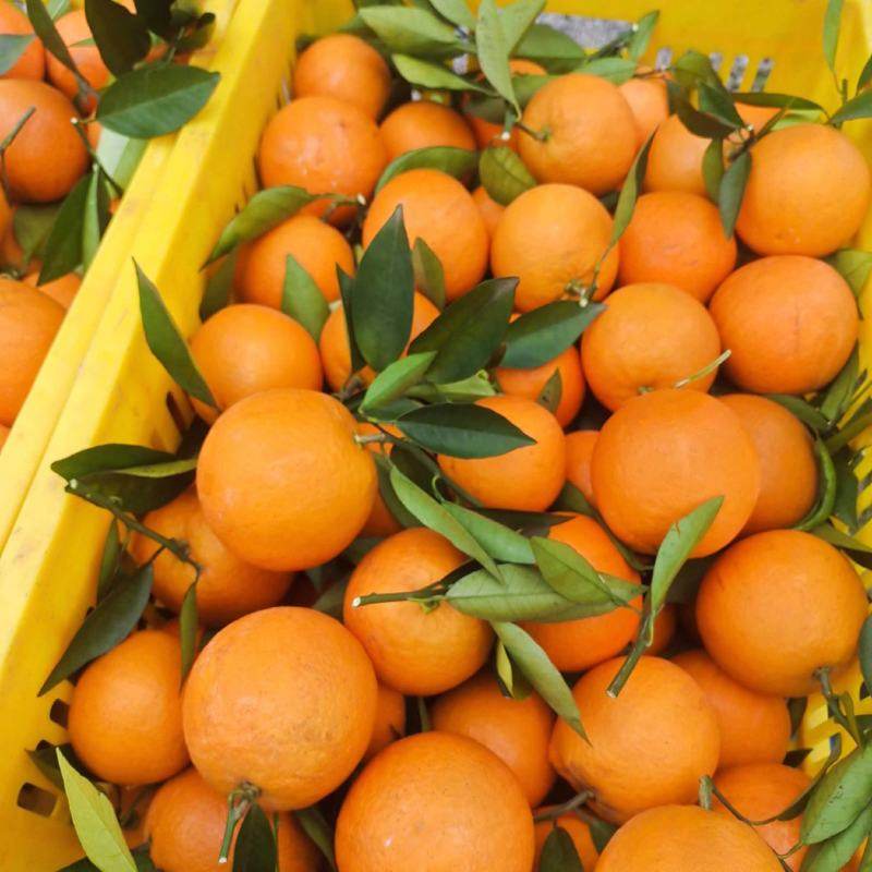 湖北宜昌新鲜橙子现摘现发箱装当季水果甜橙,水产肉类/新鲜蔬果/熟食,橙,淘宝优惠券,粉丝福利购,淘宝优惠卷