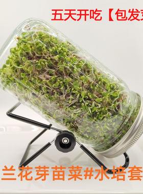 西兰花芽苗种子水培套装梅森瓶发芽罐易种植西蓝花芽苗菜西兰花苗