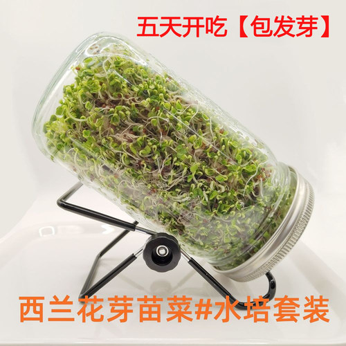 西兰花芽苗种子水培套装梅森瓶发芽罐易种植西蓝花芽苗菜西兰花苗