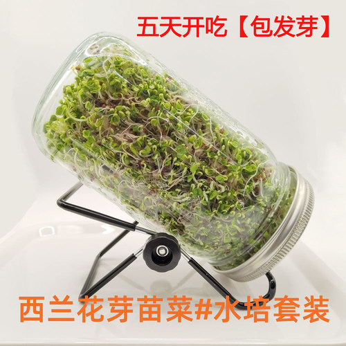 西兰花芽苗籽水培梅森瓶发芽率高