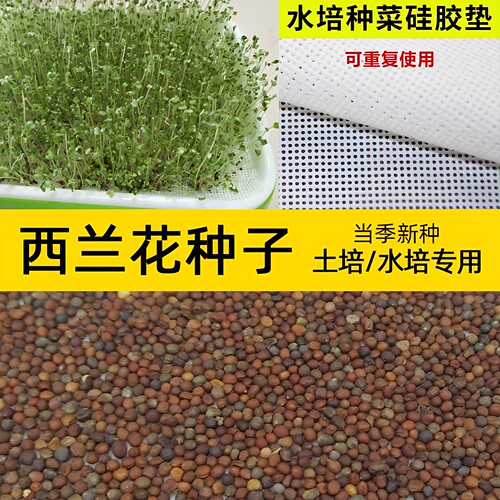 育苗盘水培西兰花芽苗菜