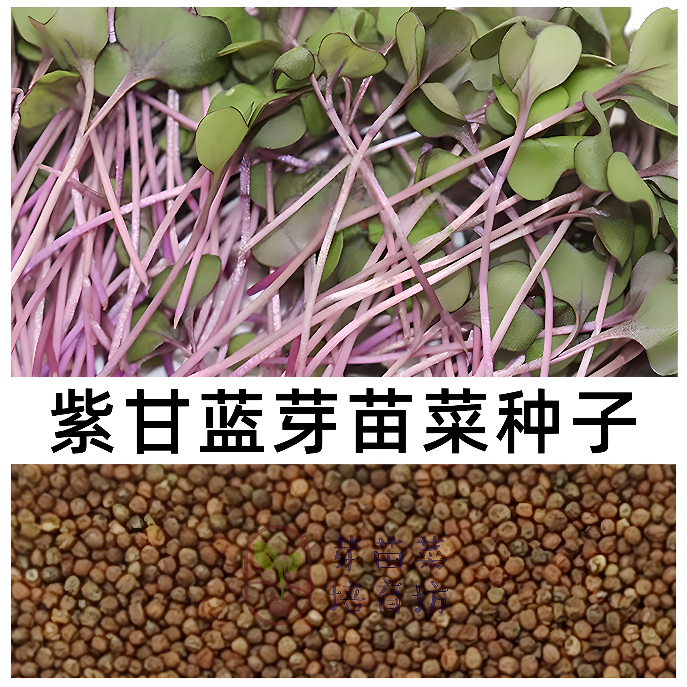 水培芽苗菜紫甘蓝种子口感好发芽快花青素高轻食素食紫甘蓝芽苗菜