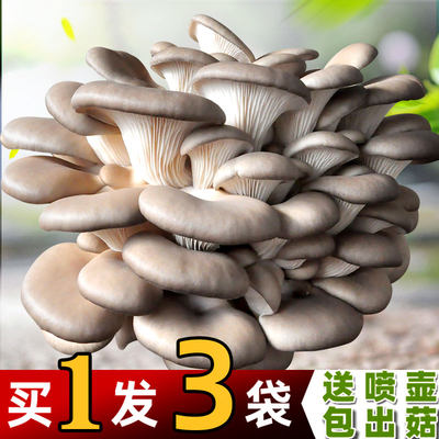 蘑菇种植菌包平菇袋装食用菌阳台种蘑菇盆栽多肉趣味种子菌棒包邮