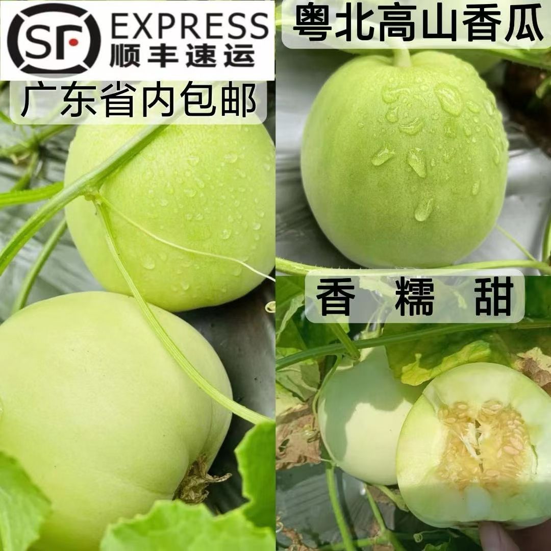 粤北农家高山甜瓜新鲜香瓜时令头茬瓜应季水果现摘现发10斤5斤脆