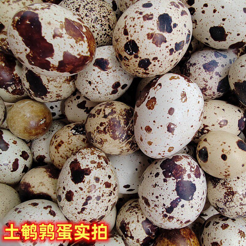 顺丰鹌鹑蛋新鲜韶关高山农家放养
