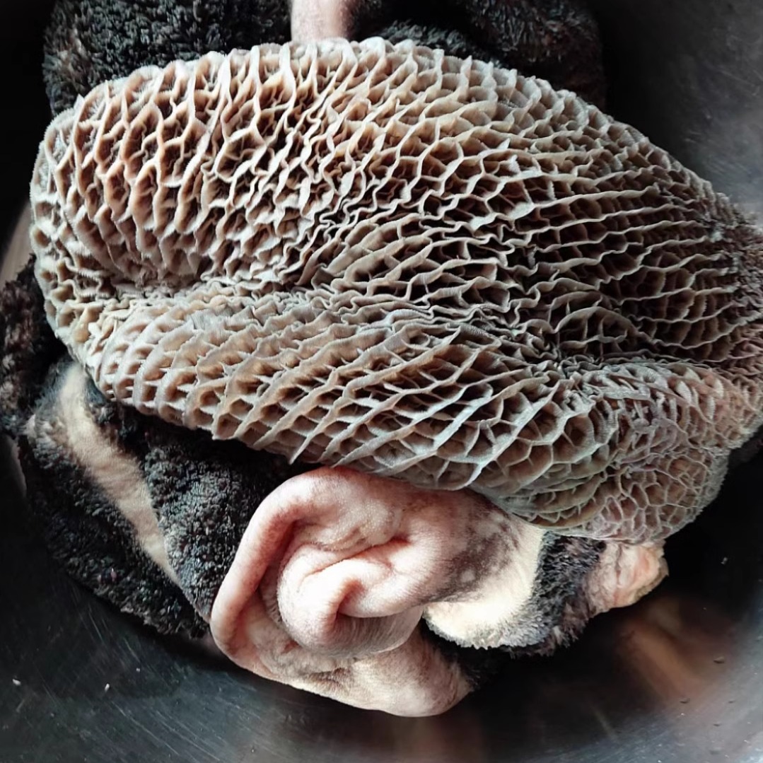 顺丰包邮农家土黄牛牛草肚3斤5斤10斤现杀现发新鲜牛肚火锅食材